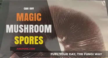 Exploring Legality: Can You Buy Magic Mushroom Spores Safely?