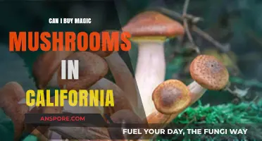 Buying Magic Mushrooms in California: Legal Status and Availability Explained