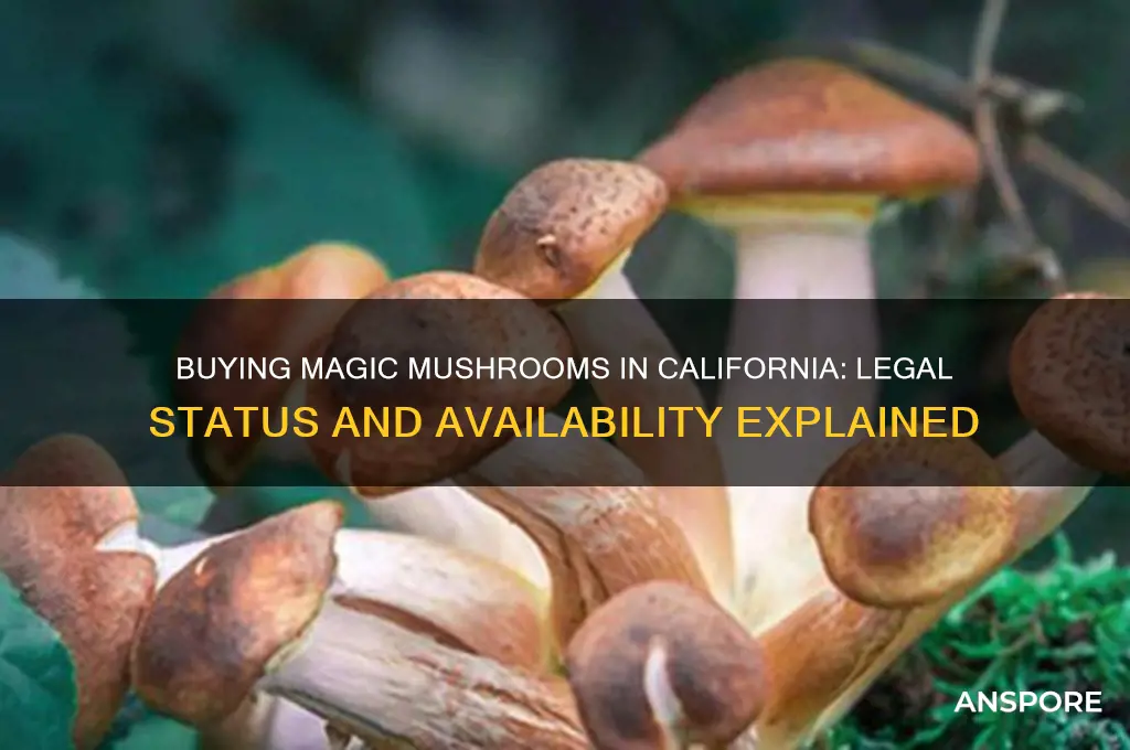 can i buy magic mushrooms in california