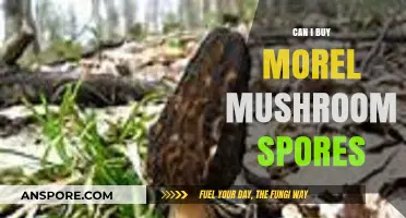 Where to Buy Morel Mushroom Spores: A Comprehensive Guide