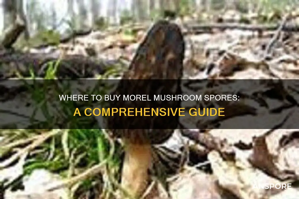 can i buy morel mushroom spores