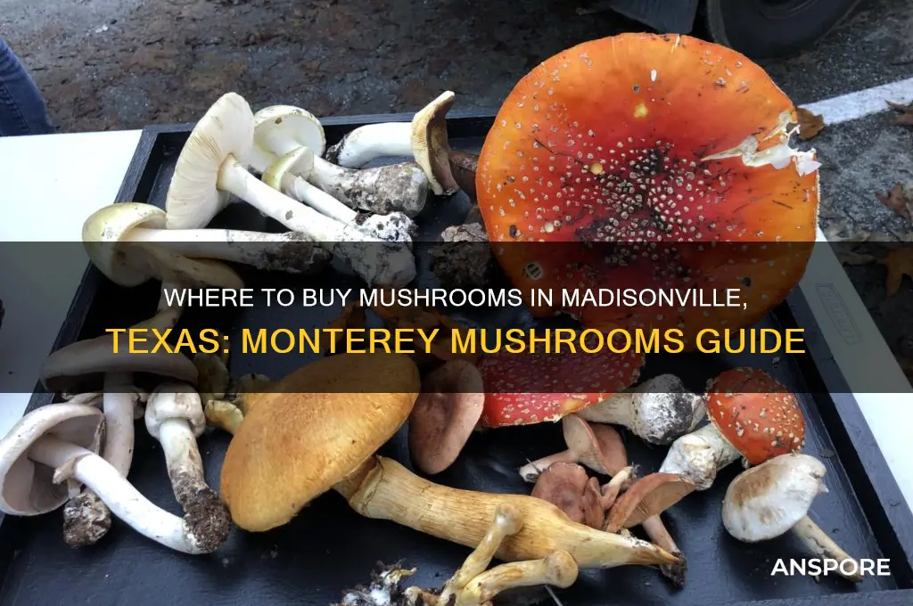 can i buy mushrooms at monterey mushrooms in madisonville texas