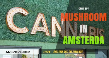 Where to Buy Mushrooms in Amsterdam: A Legal and Safe Guide