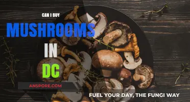 Where to Buy Mushrooms in DC: Legal Options and Tips