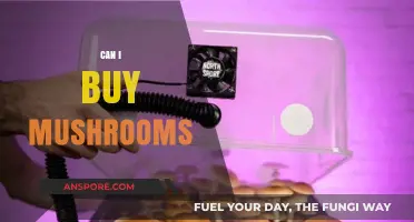 Where to Buy Mushrooms: A Guide to Legal and Safe Sources