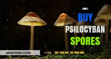 Where to Buy Psilocybin Spores Legally: A Comprehensive Guide