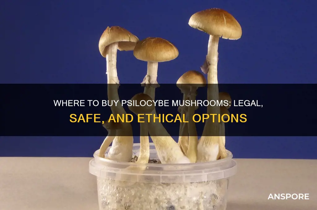 can i buy psilocybe mushrooms