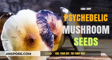 Exploring the Legality of Purchasing Psychedelic Mushroom Spores Online