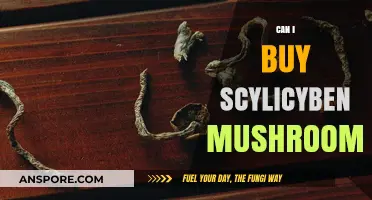 Exploring Psilocybin Mushrooms: Legal, Safe, and Ethical Buying Guide