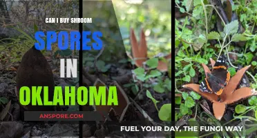 Buying Shroom Spores in Oklahoma: Legalities and Availability Explained