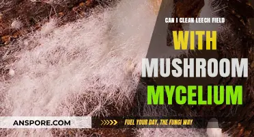 Revitalize Your Leech Field: Mushroom Mycelium Cleaning Solutions Explored