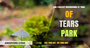 Mushroom Foraging at Trail of Tears Park: Rules and Tips