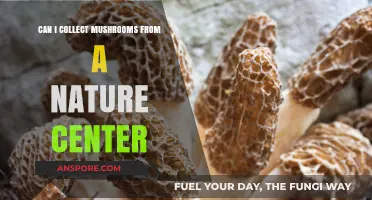 Harvesting Mushrooms at Nature Centers: Rules, Risks, and Rewards