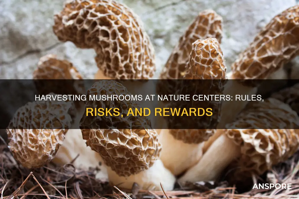 can i collect mushrooms from a nature center