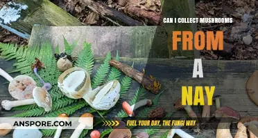 Foraging in Nature Reserves: Can You Legally Harvest Mushrooms from a Nay?