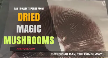 Harvesting Spores from Dried Magic Mushrooms: A Comprehensive Guide