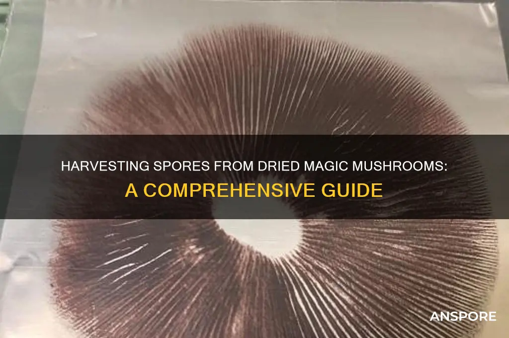 can i collect spores from dried magic mushrooms