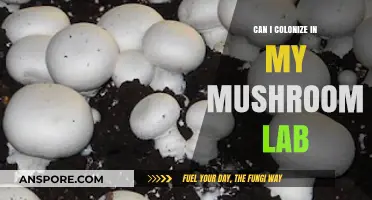 Exploring Mushroom Lab Colonization: Tips for Successful Fungal Cultivation