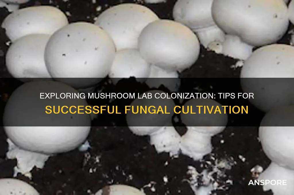 can i colonize in my mushroom lab
