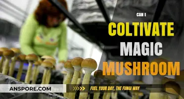 Cultivating Magic Mushrooms: Legal, Ethical, and Practical Considerations Explored