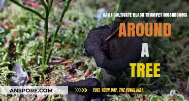 Cultivating Black Trumpet Mushrooms: Tree-Friendly Growing Tips Revealed