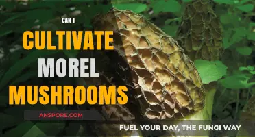 Cultivating Morel Mushrooms: A Beginner's Guide to Growing This Delicacy