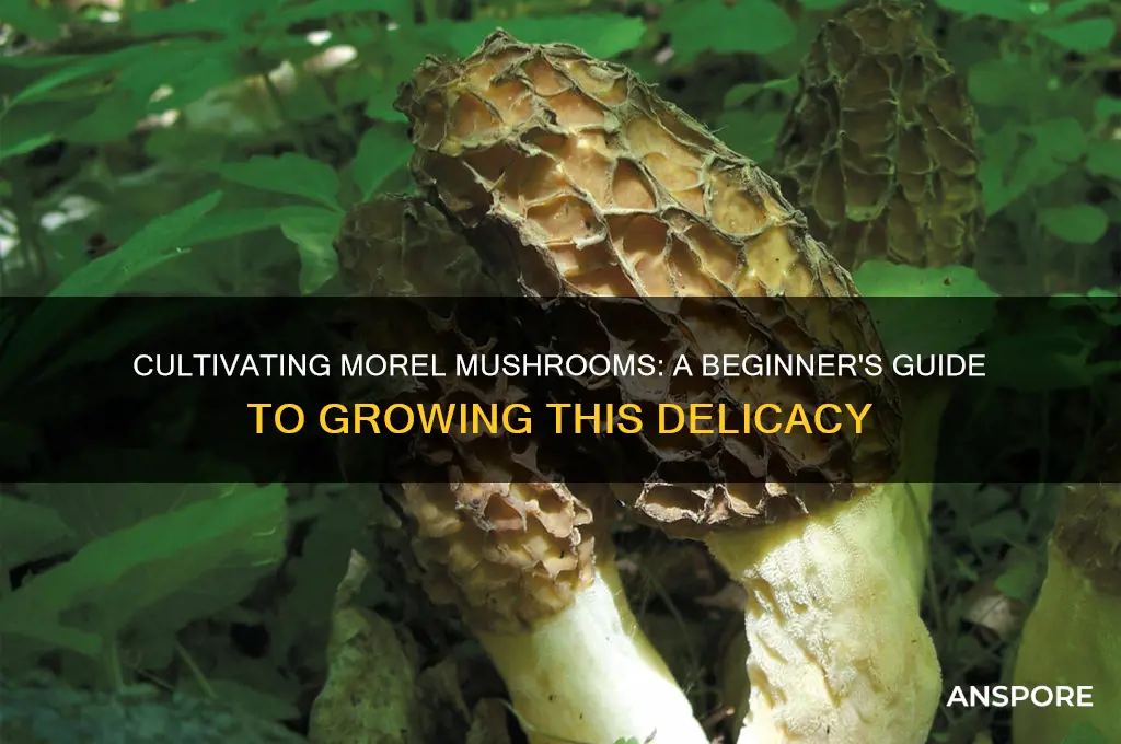 can i cultivate morel mushrooms