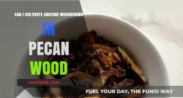 Cultivating Shiitake Mushrooms in Pecan Wood: A Comprehensive Guide