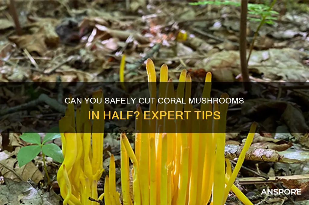 can i cut coral mushroom in half