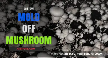 Can You Safely Cut Mold Off Mushrooms? Expert Tips and Advice