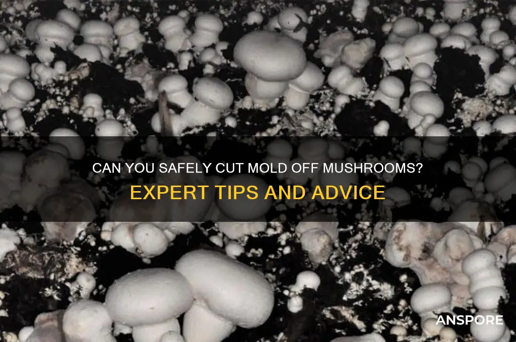 can i cut mold off mushroom