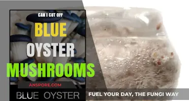 Should You Cut Off Blue Oyster Mushrooms? A Harvesting Guide