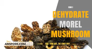 Dehydrating Morel Mushrooms: A Simple Guide to Preserve Their Flavor