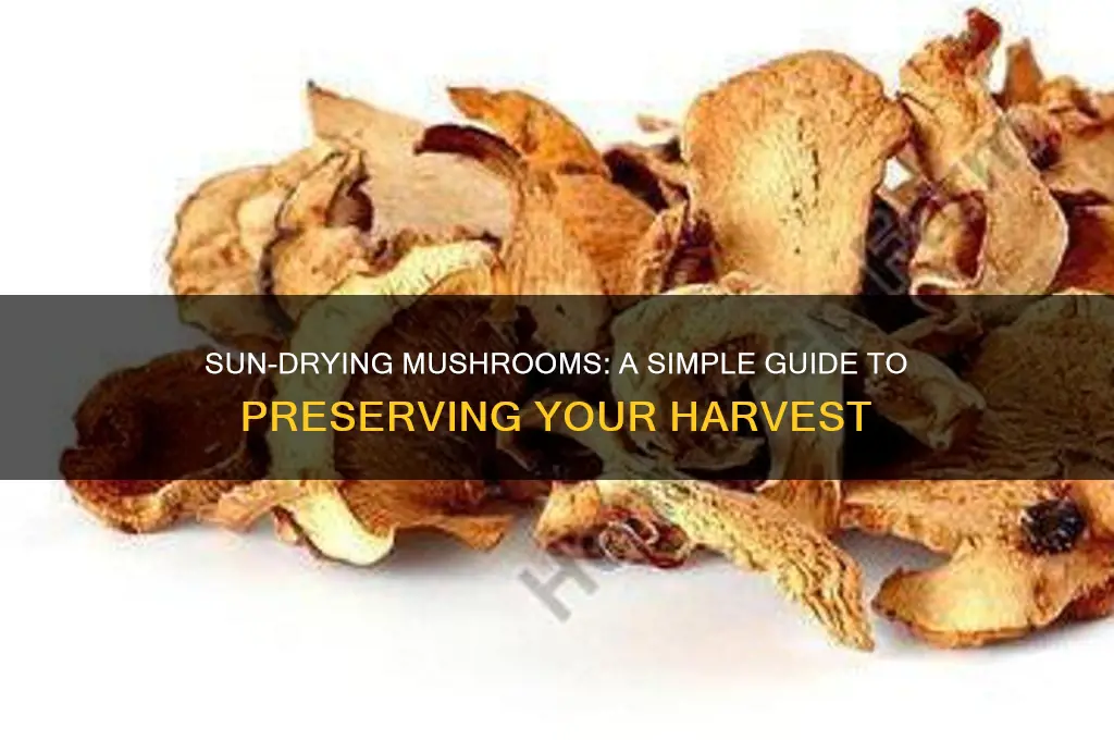 can i dry mushrooms in the sun