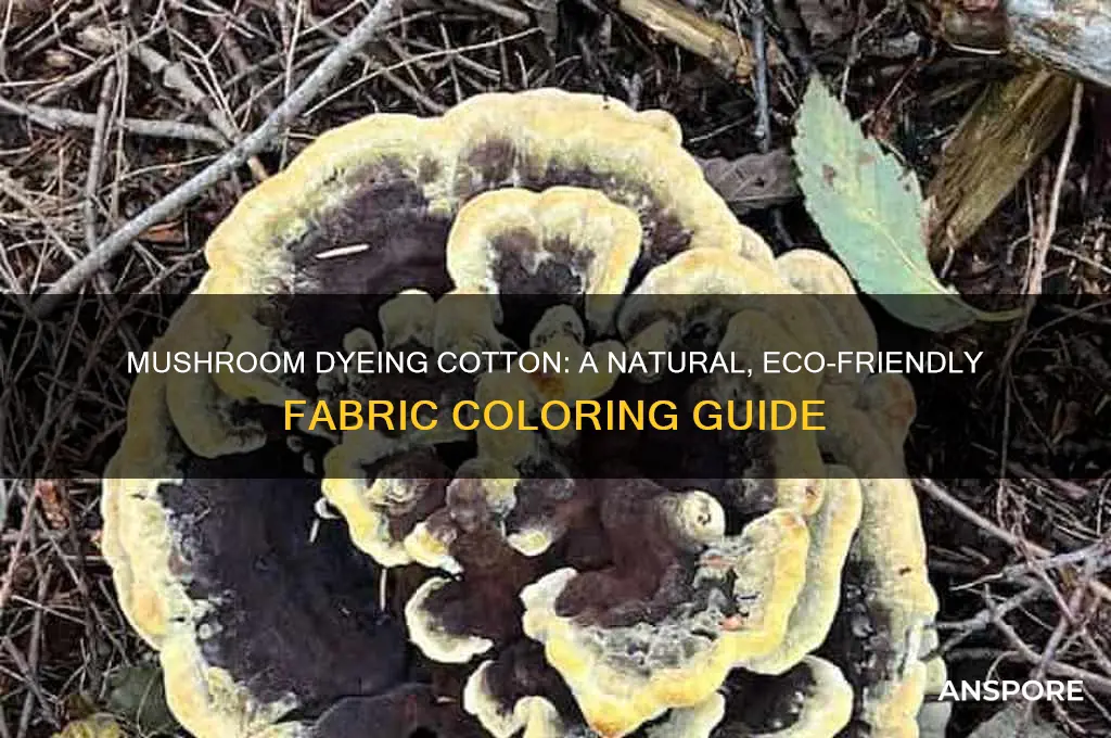 can i dye cotton with mushrooms
