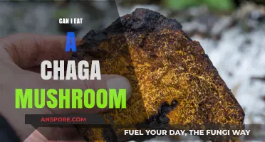 Can You Eat Chaga Mushrooms? Benefits, Risks, and Preparation Tips