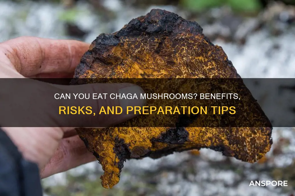 can i eat a chaga mushroom