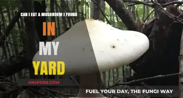 Found a Mushroom in Your Yard? Here's What You Need to Know