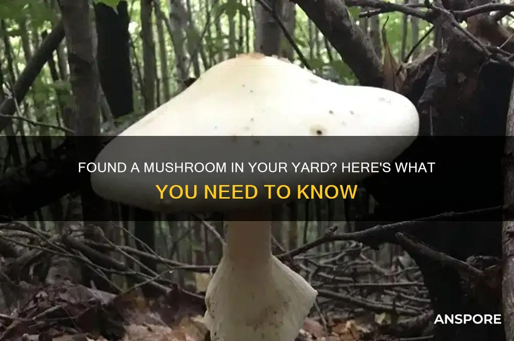 can i eat a mushroom i found in my yard