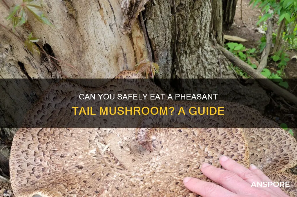 can i eat a pheasant tail mushroom