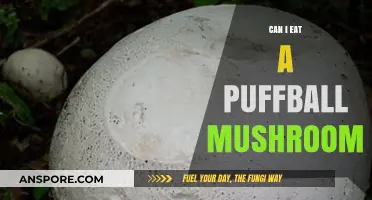 Can You Safely Eat a Puffball Mushroom? A Guide
