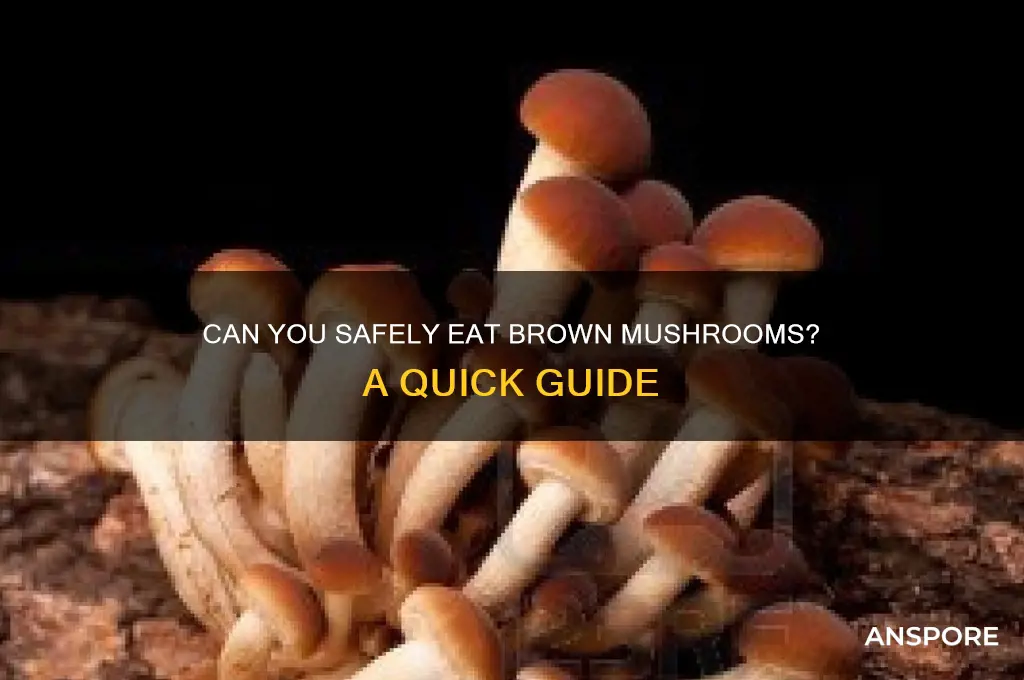 can i eat brown mushrooms