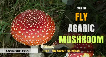 Can You Safely Eat Fly Agaric Mushrooms? Risks and Facts