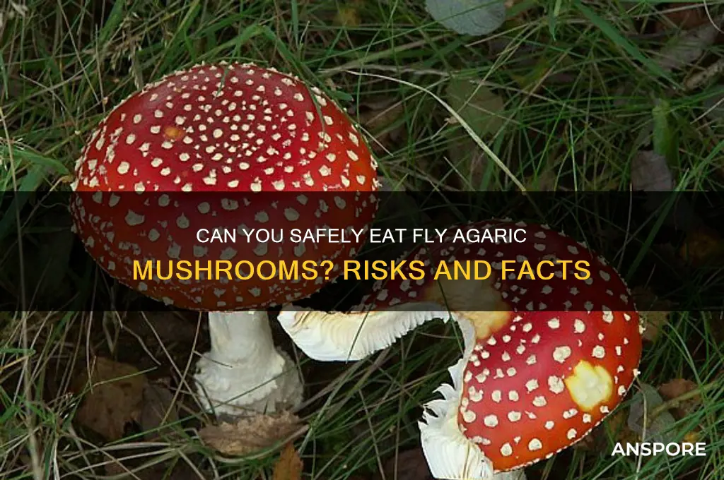 can i eat fly agaric mushrooms
