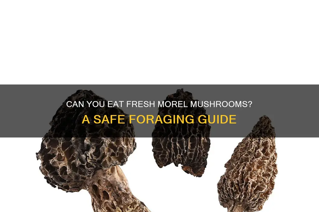can i eat fresh morel mushrooms