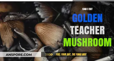 Can You Safely Eat Golden Teacher Mushrooms? Facts Revealed