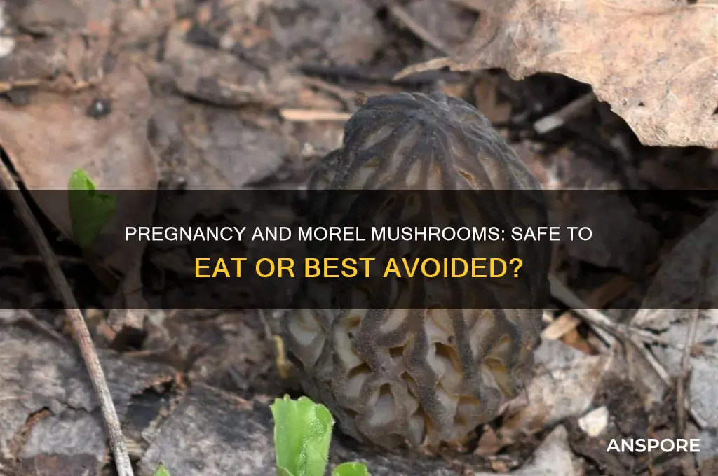 can i eat morel mushrooms while pregnant