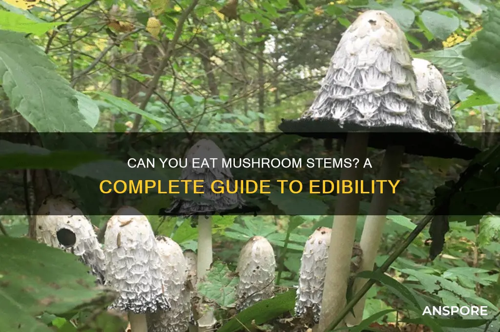 can i eat mushroom stems