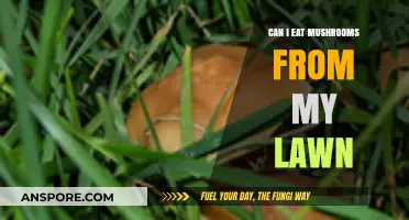 Can You Safely Eat Mushrooms Growing in Your Lawn?