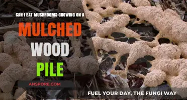 Are Mulched Wood Pile Mushrooms Safe to Eat? A Guide